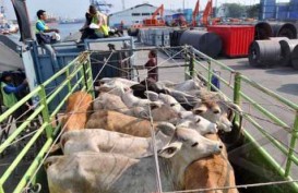 Importir Sapi & Daging Diminta Realisasikan Izin Impor